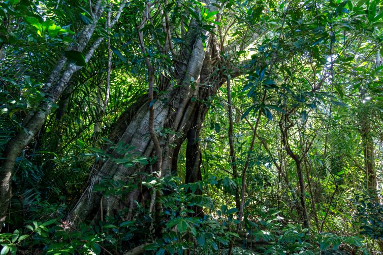 Australie-RAINFOREST-QLD-web-lucile-daubarede