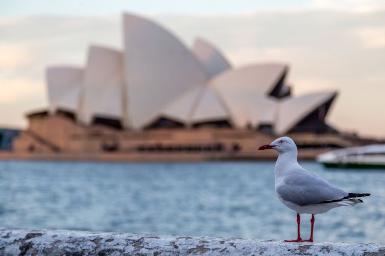Australie-Sydney-2014-1697-galerie-lucile-daubarede-photo-WEB